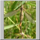 Tipula paludosa - Wiesenschnake 02.jpg